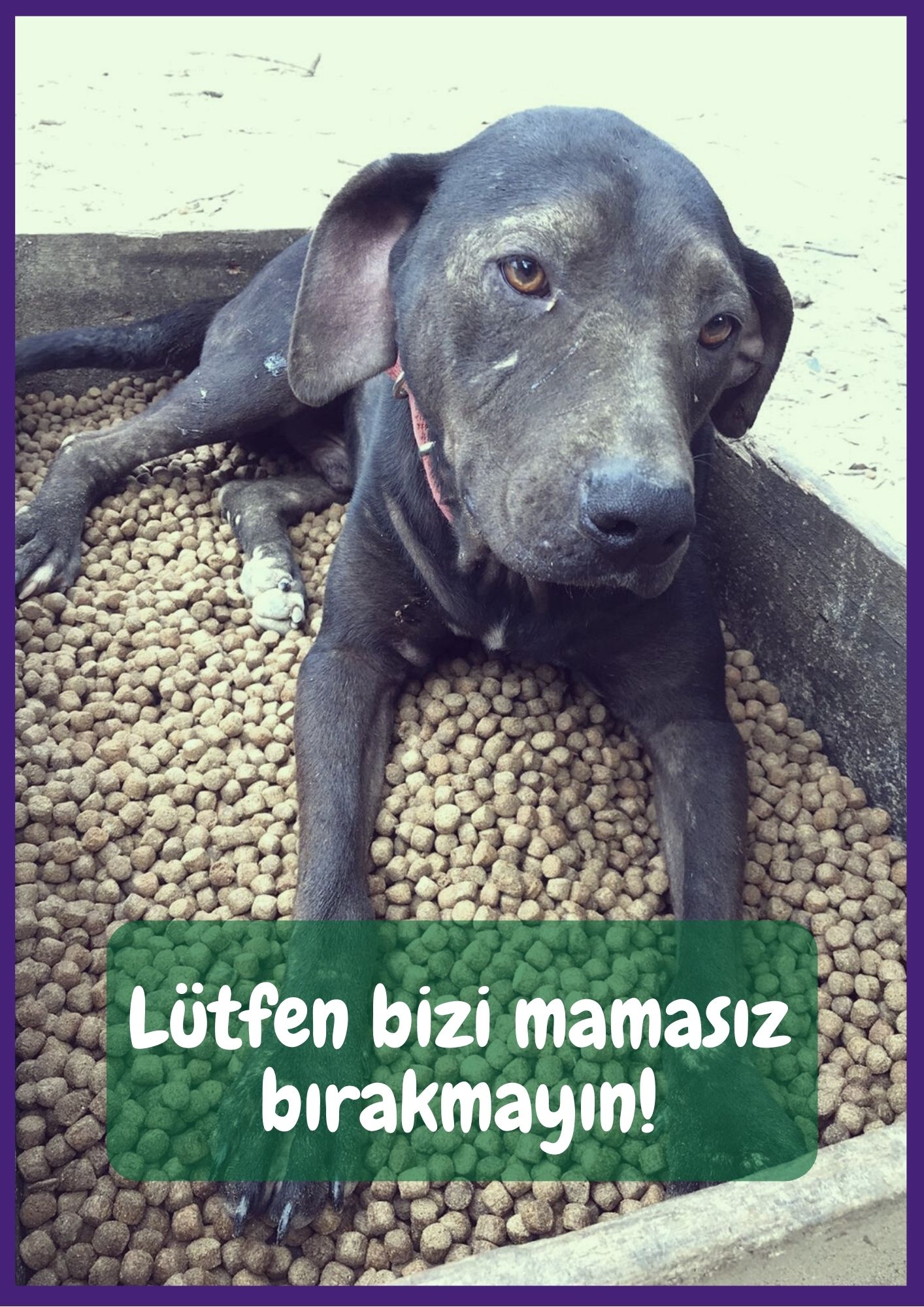 Patilibahçe Bağış